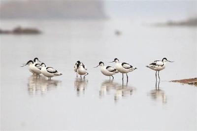 荆州首次发现湿地精灵反嘴鹬 为典故中主角 