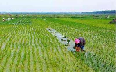 确保农业生产“开门红”荆州春播意向面积751.6万亩 