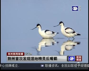 短消息：荆州首次发现湿地精灵反嘴鹬