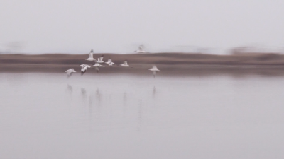 首次！荆州菱角湖湿地发现濒危物种——反嘴鹬！  