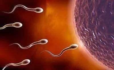 研究：精子越“老”后代越健康，对辅助生殖技术有重大意义