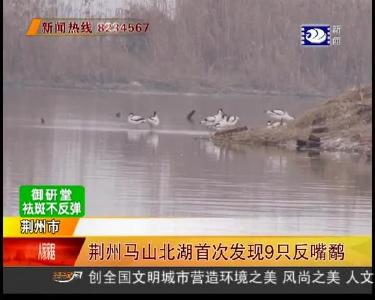 荆州马山北湖首次发现9只反嘴鹬