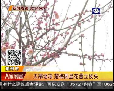 V视丨罕见！楚梅园里花蕾立枝头 腊梅春梅共吐芳