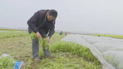 就业创业在荆州 | 张良武：网销藜蒿致富，创业奏响脱贫音