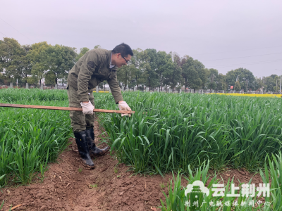 记者走基层：农业丰收指路人 田间地头观测忙