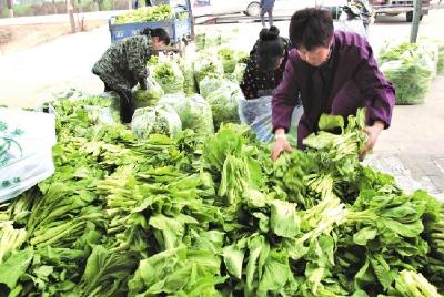 销售30万斤菜薹 荆州农业产业合作社蔬菜交易火热