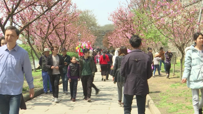 V视丨古城“后花园”：春光明媚樱花美 市民休闲踏春来