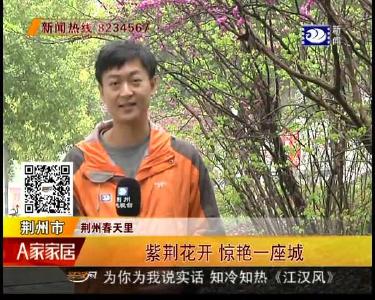 紫荆花开 惊艳一座城