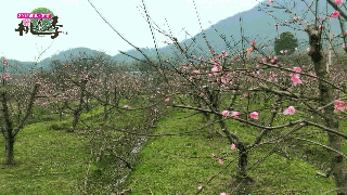 荆州把最美春光都藏在了这里！石首桃花季等你来！