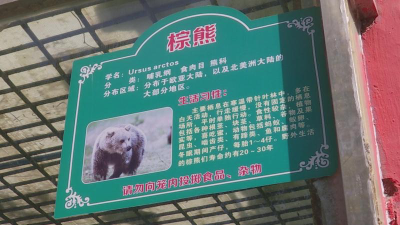 V视丨荆州动物园里熊宝宝降生 快看看跟熊大、熊二一样吗？