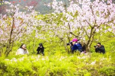 还有不到3天,石首桃花山将人山人海!众多明星大腕也要来……