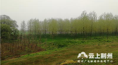 一江清水两岸葱绿！荆州市已完成长江两岸造林31.4 万亩