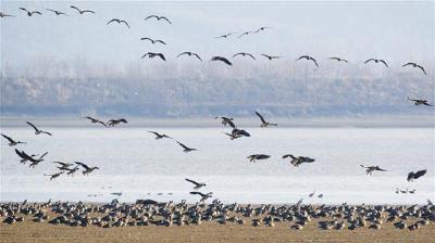 湖北5年新增受保护湿地面积470万余亩 荆州生态改观