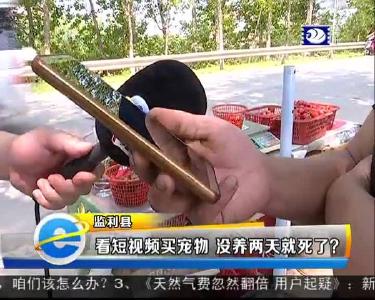 看短视频买宠物 没养两天就死了？