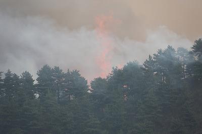 应急管理部发布一季度自然灾害情况：森林火灾造成39人死亡