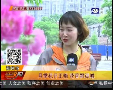 为城市风景增色彩！月季花开春正浓 荆州满城飘香