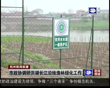 市政协调研洪湖长江沿线造林绿化工作