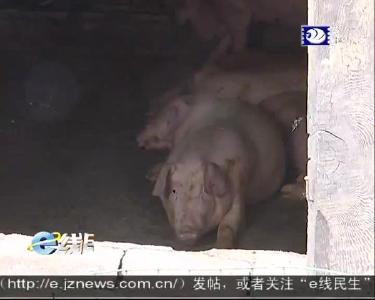 养猪场开在居民区 村民臭不堪言