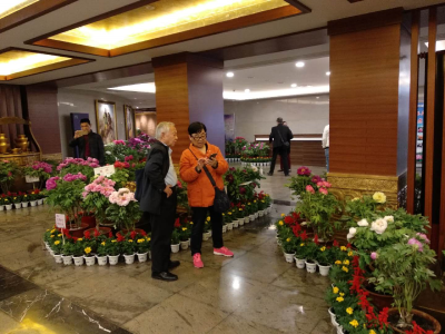 今日，关公像下名贵牡丹迎八方来客