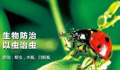 以虫治虫！荆州投放百万“生物兵”上树治天牛