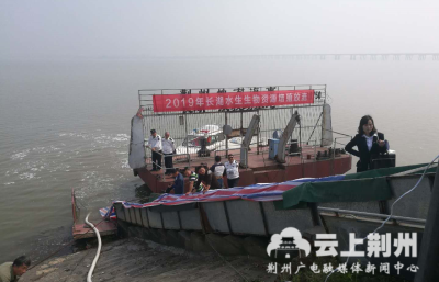 【长江大保护】荆州：2000万尾鱼苗放归长湖，增殖放流修复水生态 