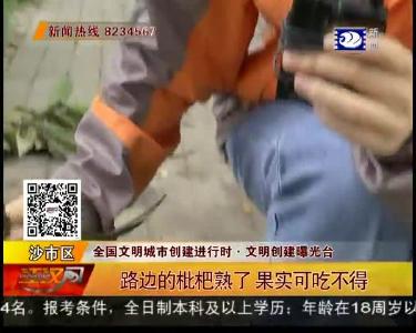 路边的枇杷熟了 果实可吃不得