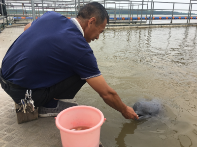 今天，天鹅洲·长江江豚保护基地揭牌成立....