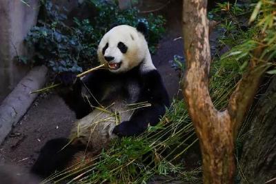 中国此时让大熊猫回国，美国人：不要走啊！