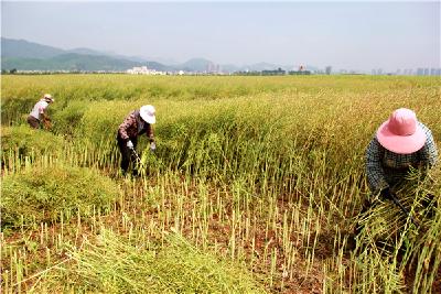 荆州市农业农村局紧急部署 加快夏粮夏油收获进度