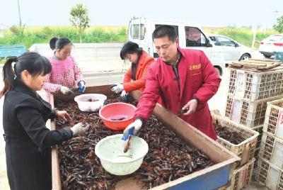 今年荆州小龙虾产量预计达35万吨 卖向全国供不应求