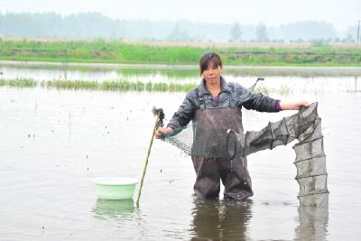 石首农妇流转土地开展虾稻连作 成为脱贫模范户