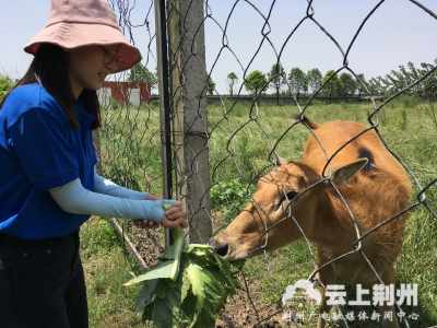 一头麋鹿的成长史：“团圆”沦为“大龄剩女”，“鹿爸爸” 着急招亲！