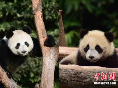 两只大熊猫旅居俄罗斯！习近平普京为其“开馆”