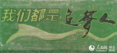 荆州稻田现“我们都是追梦人”田园画