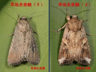 查清了，这种