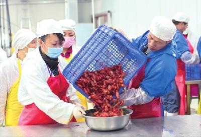 荆州精加工龙虾畅销 出口欧美等多个国家和地区