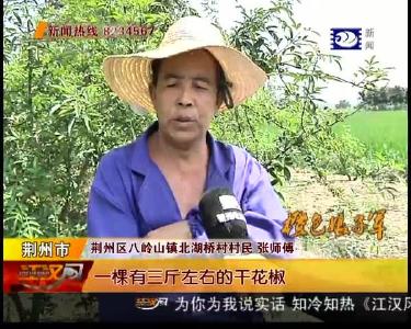 花椒丰收却无销路 急坏种植户