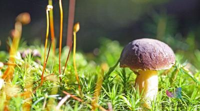 警惕！吃这种菜一定要小心！一家6口因此被送医抢救
