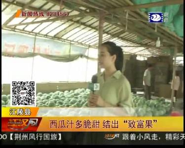 西瓜汁多脆甜 结出 “致富果”