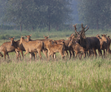 石首麋鹿国家级自然保护区上演“鹿王争霸”，只为争夺交配权