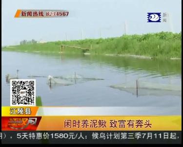 闲时养泥鳅 致富有奔头