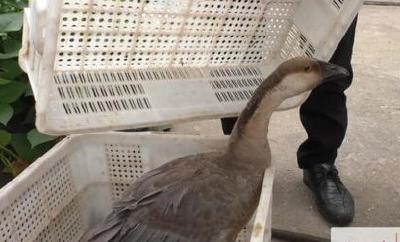 村民救下一只受伤的鹅，经鉴定其实是国家二级保护动物……