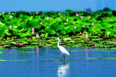 3万多只夏候鸟栖息洪湖湿地 从东南亚飞来