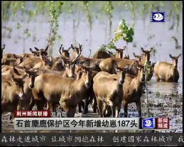 短消息：石首麋鹿保护区今年新增幼崽187头