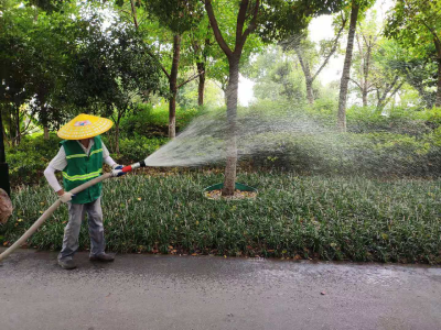 高温“烤”验，荆州园林人打响抗旱保苗保卫战