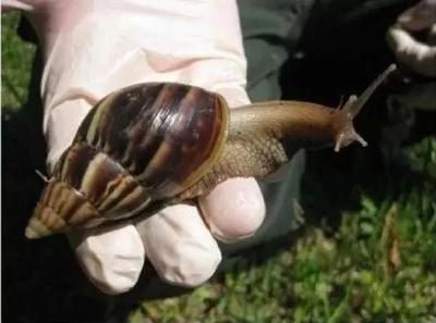 这种雨后遍地爬的大蜗牛会传播结核病！专家提醒：别碰更别吃