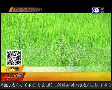 扶贫贷来相助 养虾种稻增收入