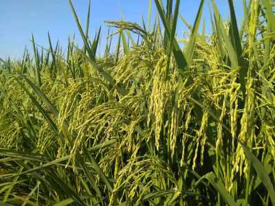 打造荆州杂交水稻品牌，牢牢掌握水稻生产主动权