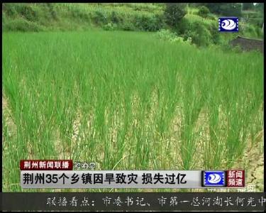 短消息：荆州35个乡镇因旱致灾 损失过亿