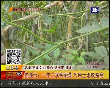 陈凌云：一年三季种蔬菜 巧用土地效益高